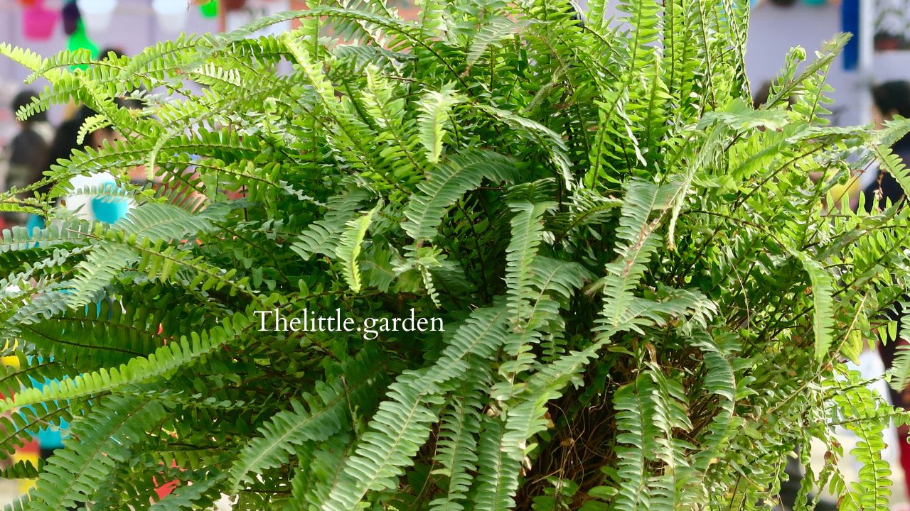 Sword Fern vs Boston Fern: 3 Differences