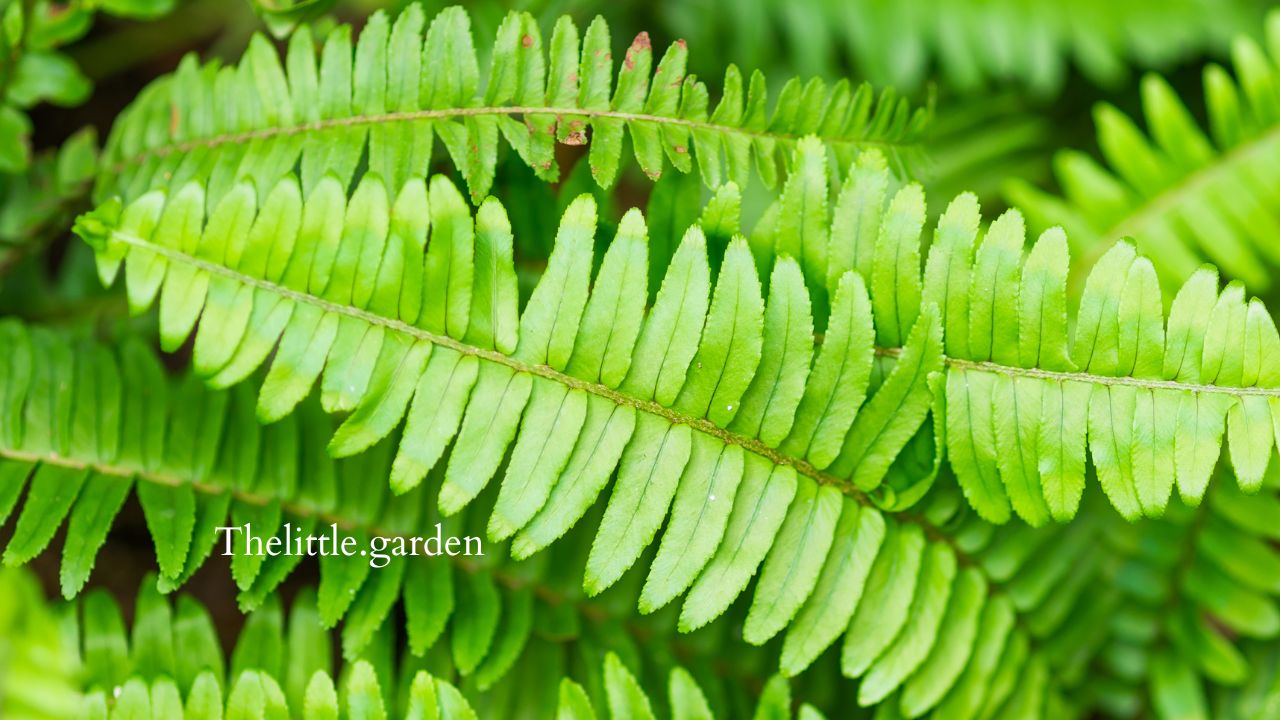 Sword Fern vs Boston Fern: 3 Differences