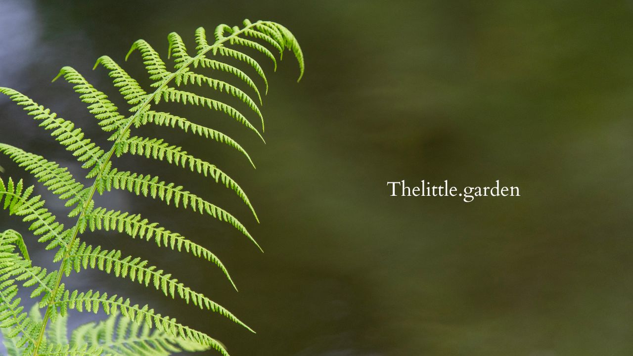 Sword Fern vs Boston Fern: 3 Differences