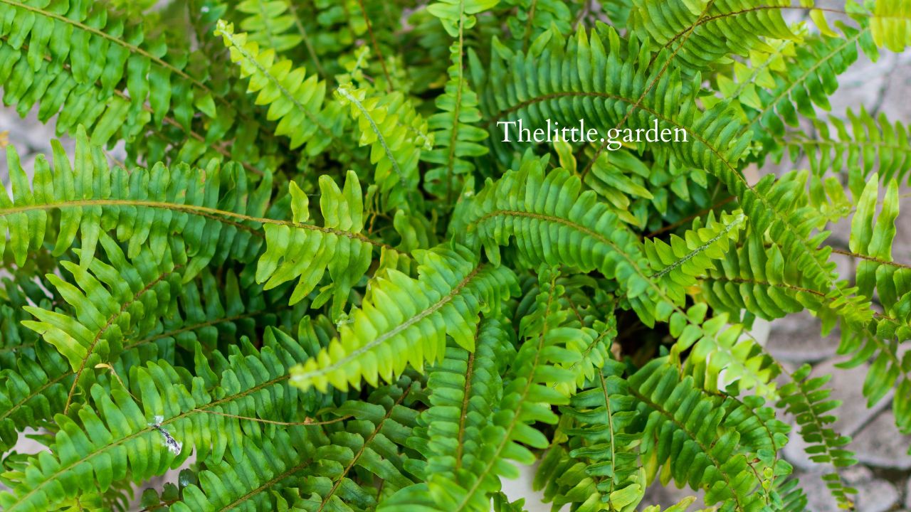 Sword Fern vs Boston Fern: 3 Differences