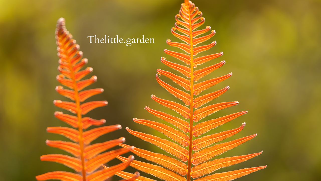 Sword Fern vs Boston Fern: 3 Differences