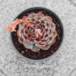 what is a death bloom in succulents