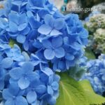 when to uncover hydrangea in spring