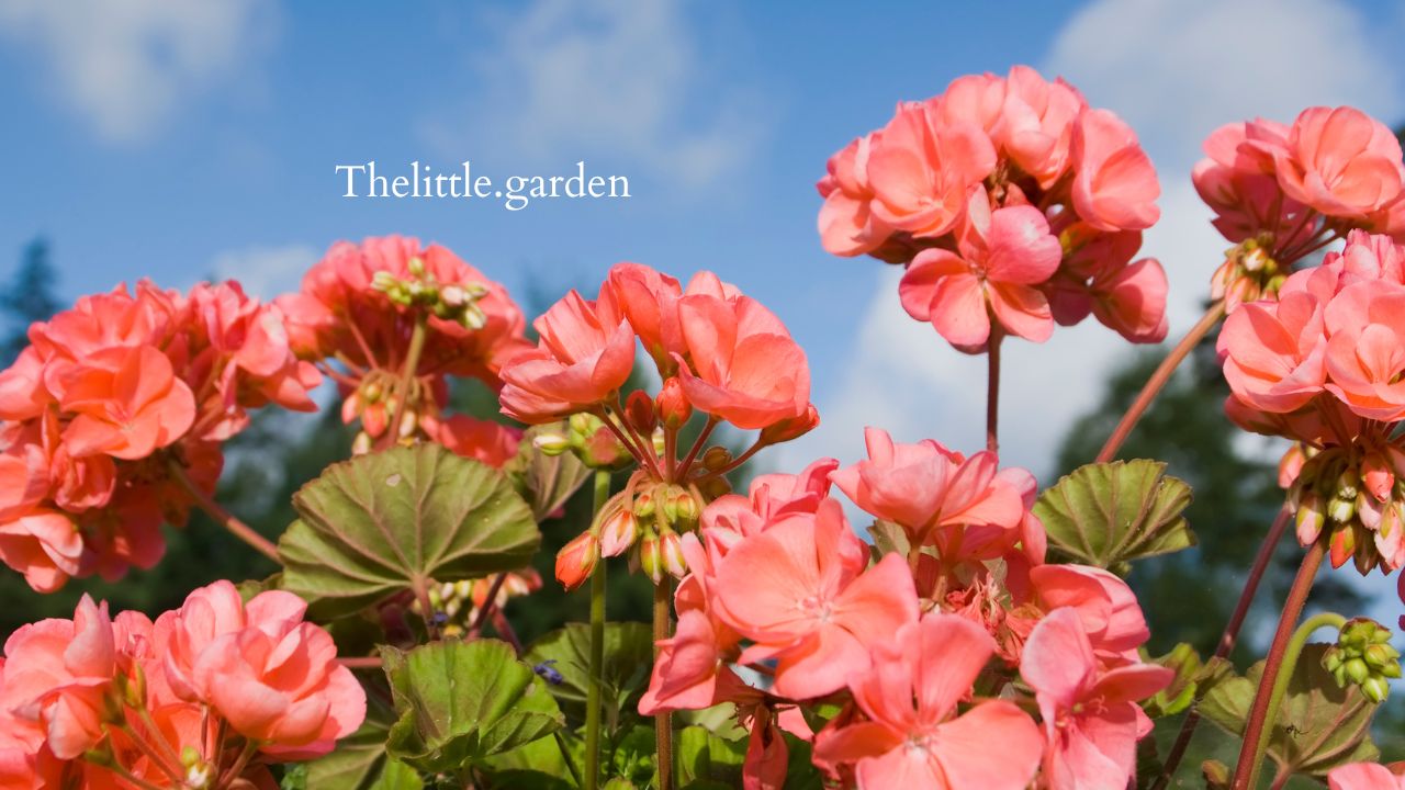 Why Are My Geraniums Turning Yellow 8 Potential Causes