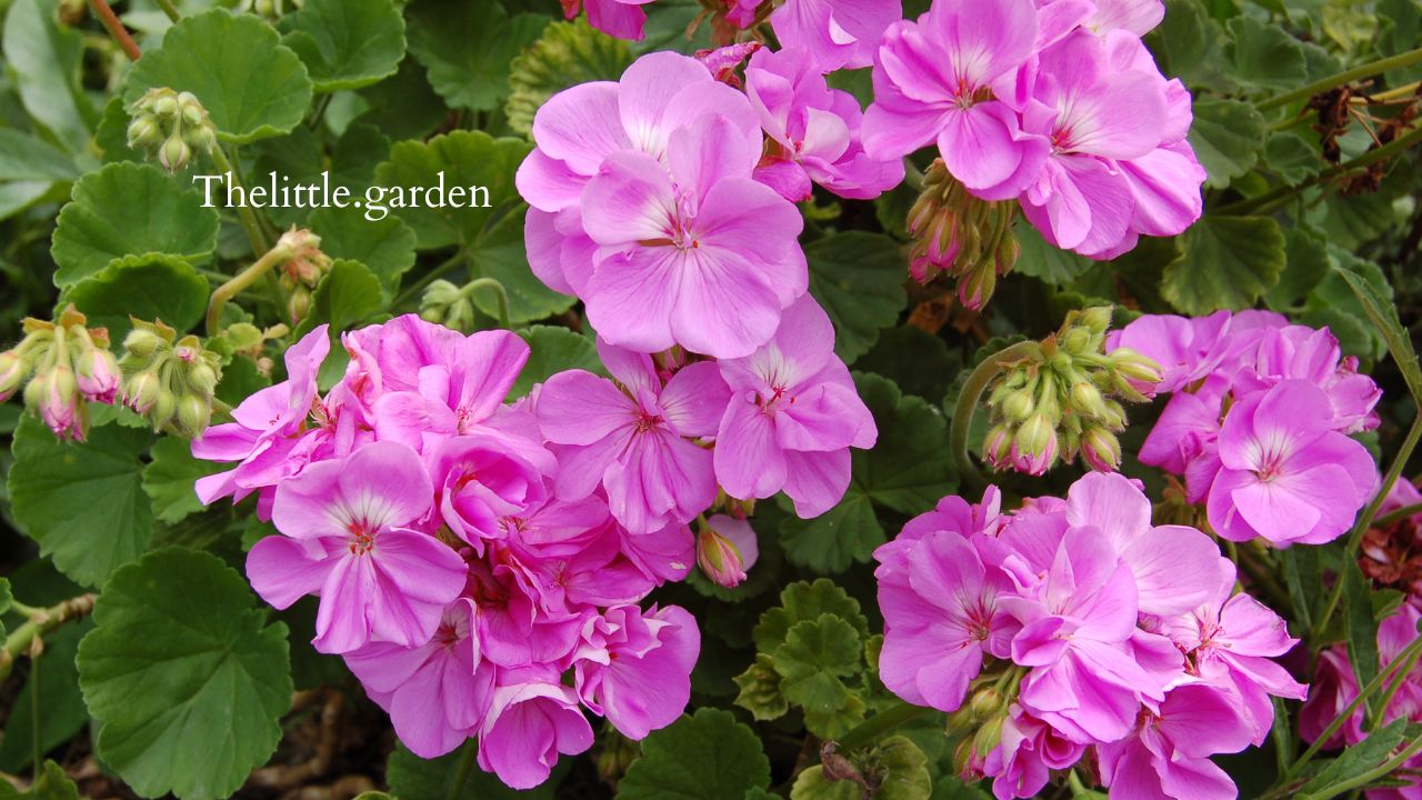 Why Are My Geraniums Turning Yellow 8 Potential Causes