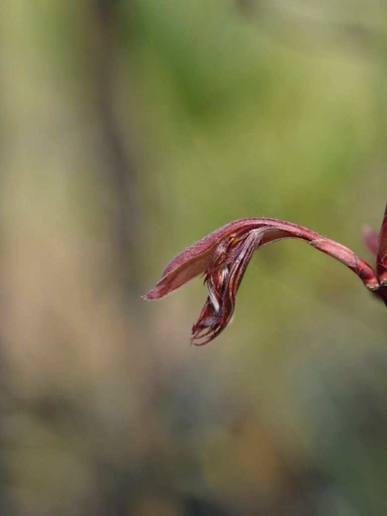 Emperor Japanese Maple vs Bloodgood: Which One Reigns Supreme?