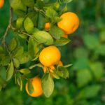 different types of kumquat trees
