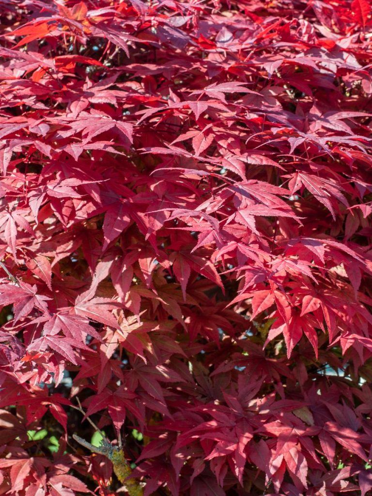 Emperor Japanese Maple vs Bloodgood: Which One Reigns Supreme?
