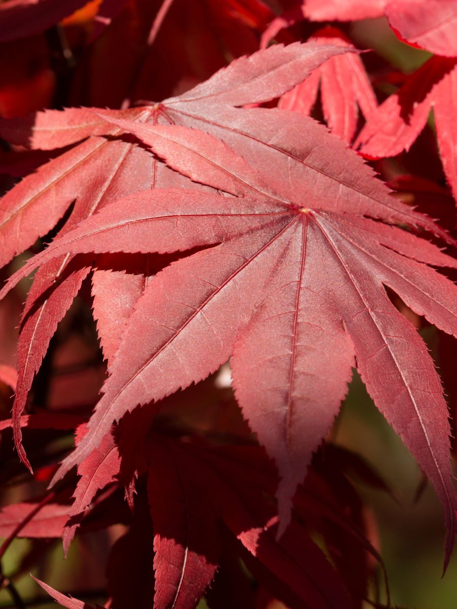 Emperor Japanese Maple vs Bloodgood: Which One Reigns Supreme?