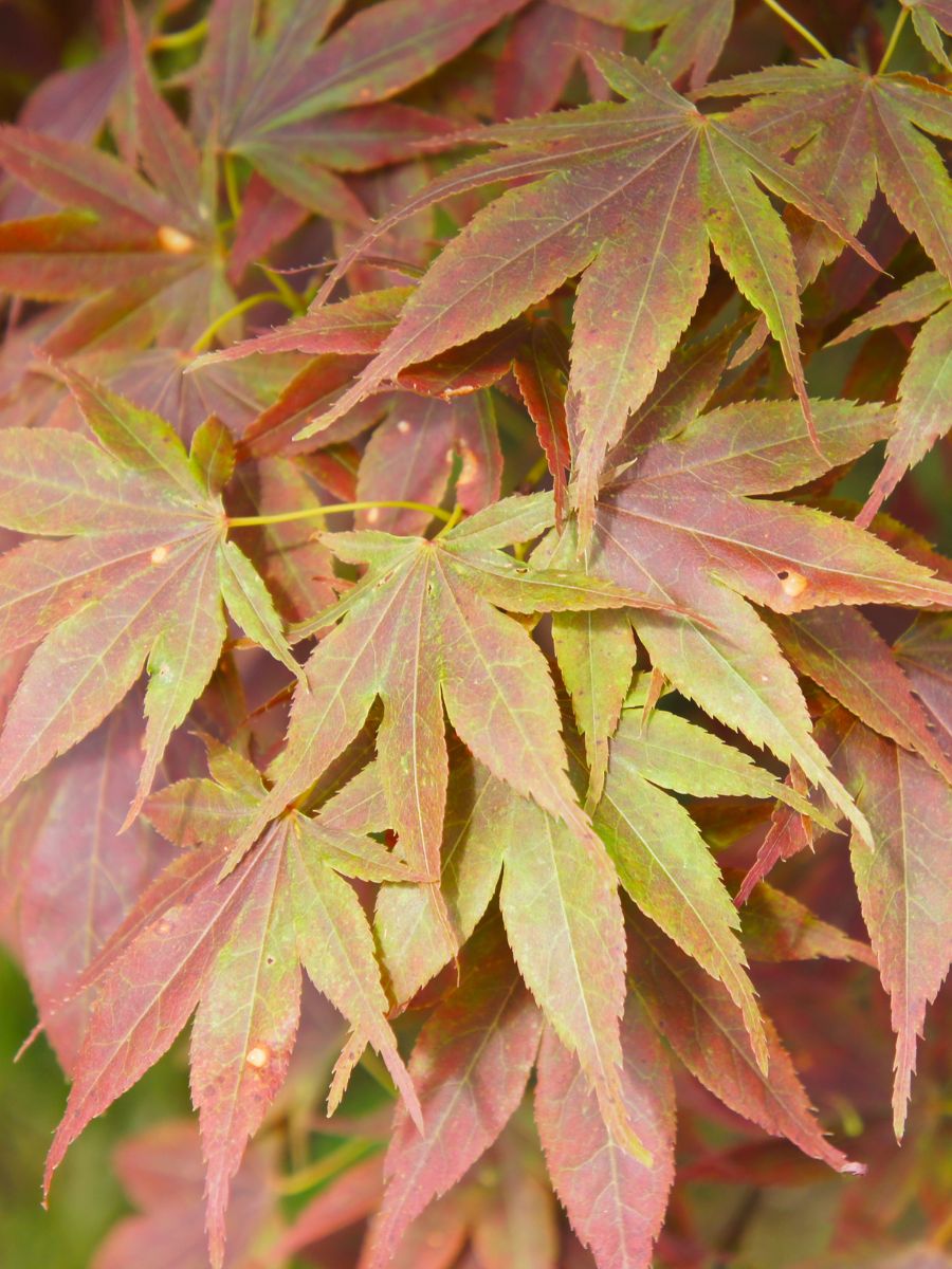 Emperor Japanese Maple vs Bloodgood: Which One Reigns Supreme?