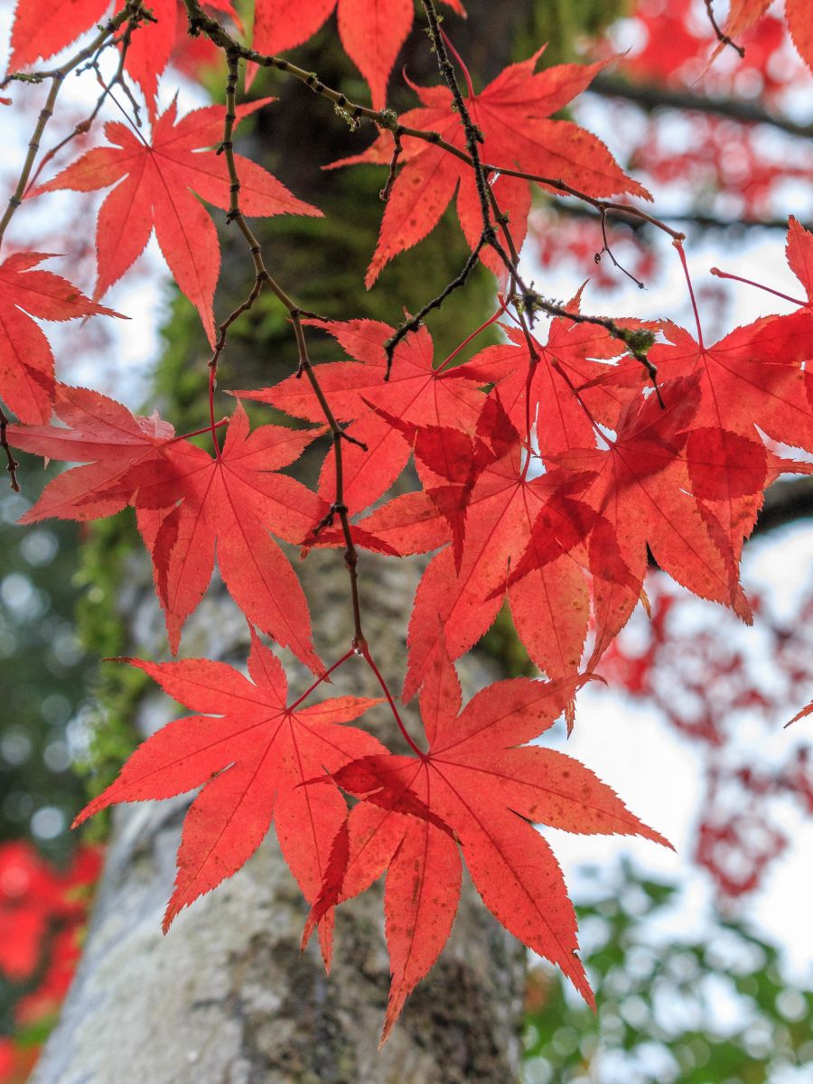 Japanese Maple Emperor Vs Bloodgood
