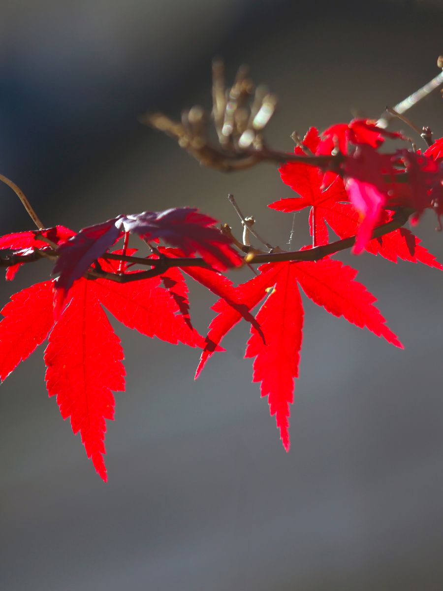 Emperor Japanese Maple vs Bloodgood: Which One Reigns Supreme?