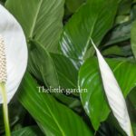 how to propagate a peace lily in water