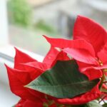 how to care for poinsettias during the holidays