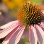 how to get rid of coneflower mites, Coneflower Rosette Mite, Eriophyid Mites