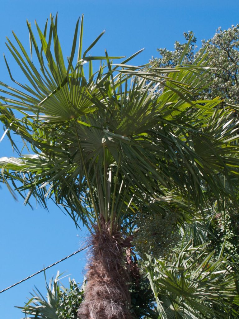 How to Remove A Palm Tree Stump: 4 Ways - The Little Garden