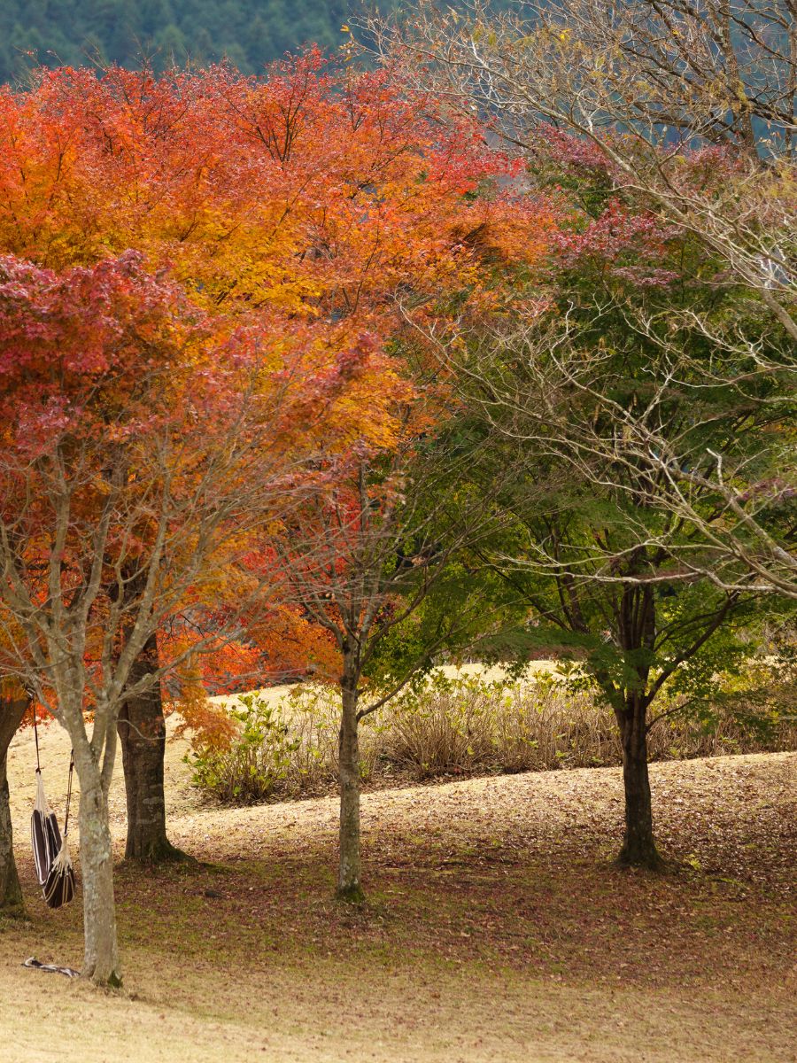 Japanese Red Maple Invasive Is Japanese Maple Invasive: Let's Settle This Debate - The Little Garden