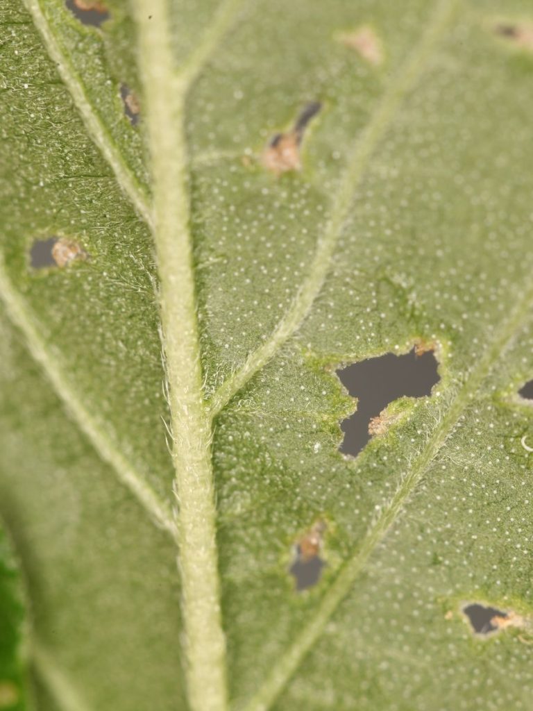 Japanese Maple Bugs & How to Keep It PestFree The Little Garden