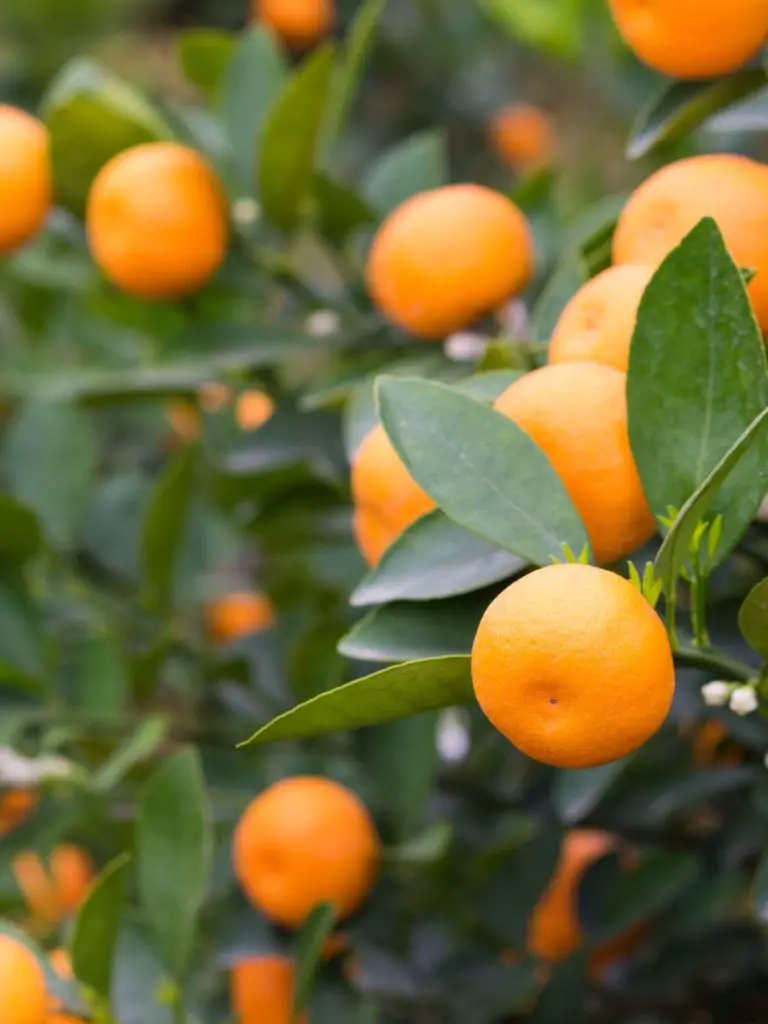 5 Different Types of Kumquat Trees to Add into Your Garden