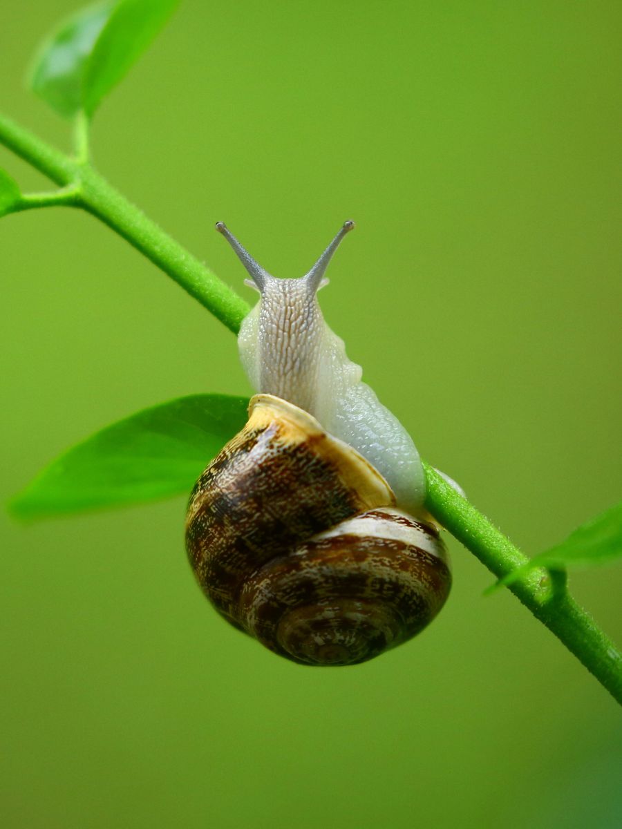 Why is My Eugenia Topiary Dying: Eugenia Care 101 - The Little Garden