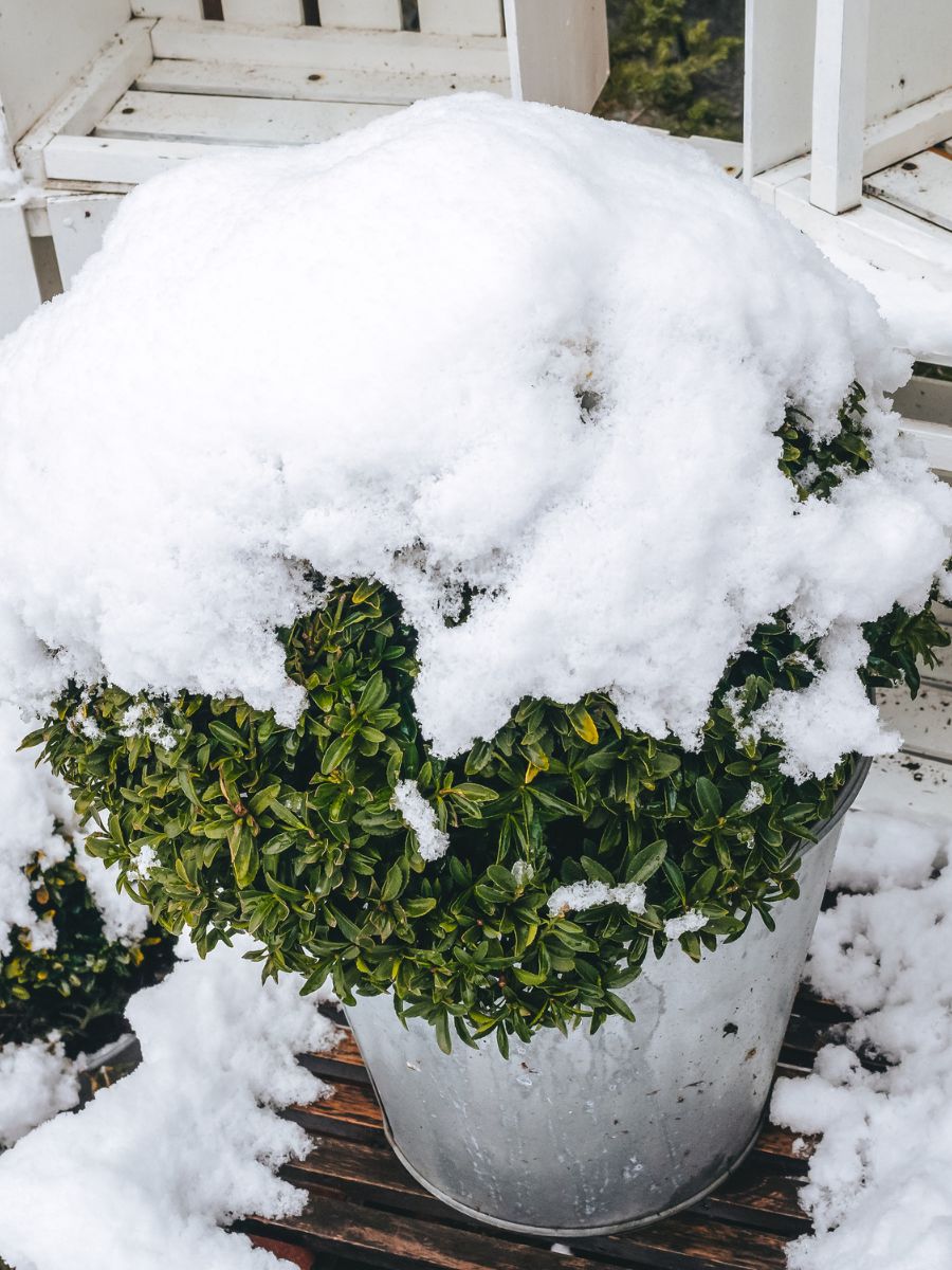 Can Boxwood Survive Winter in Pots