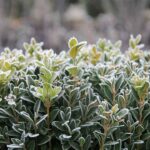can boxwood survive winter in pots