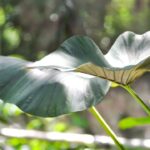 caring for an alocasia wentii