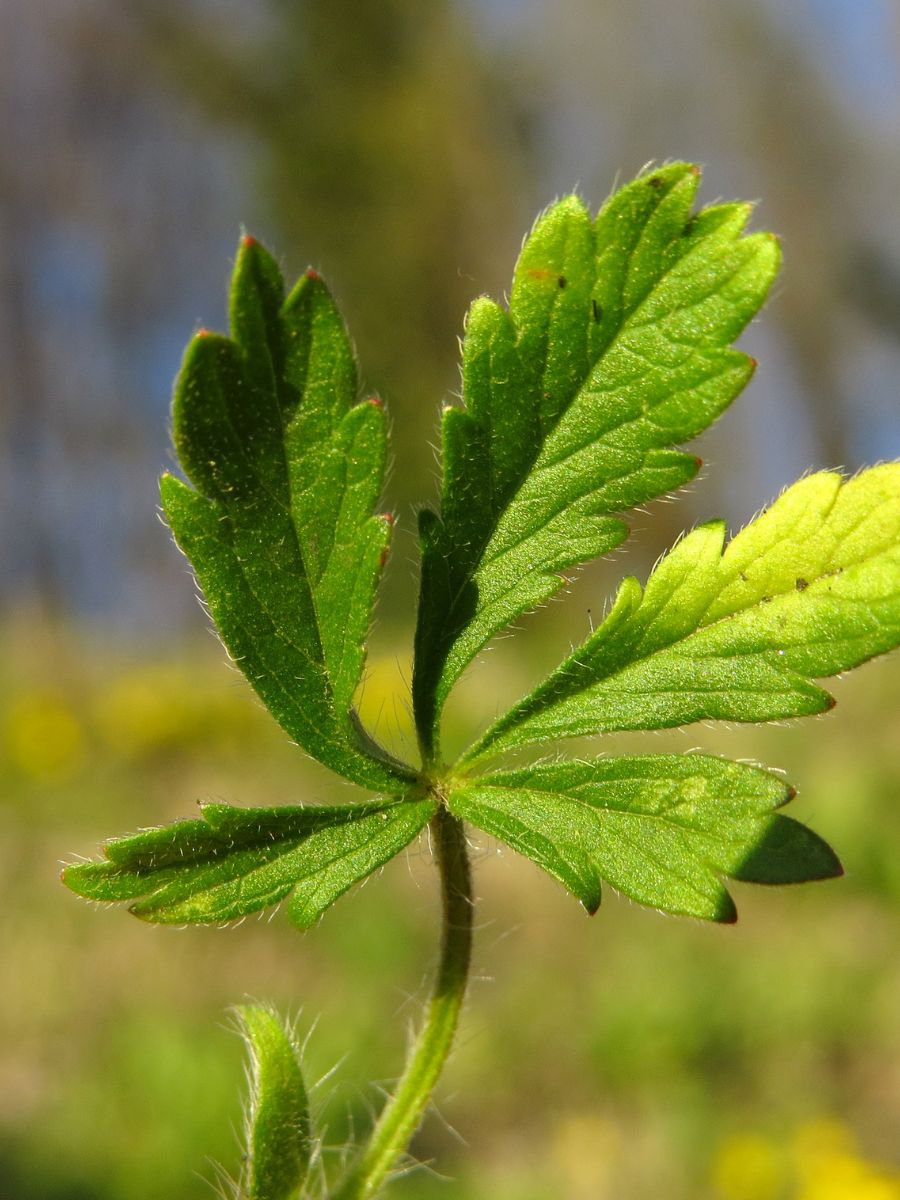 Creeping Cinquefoil Weed: A Troublesome Lawn Weed - The Little Garden