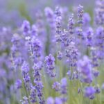 how to plant munstead lavender