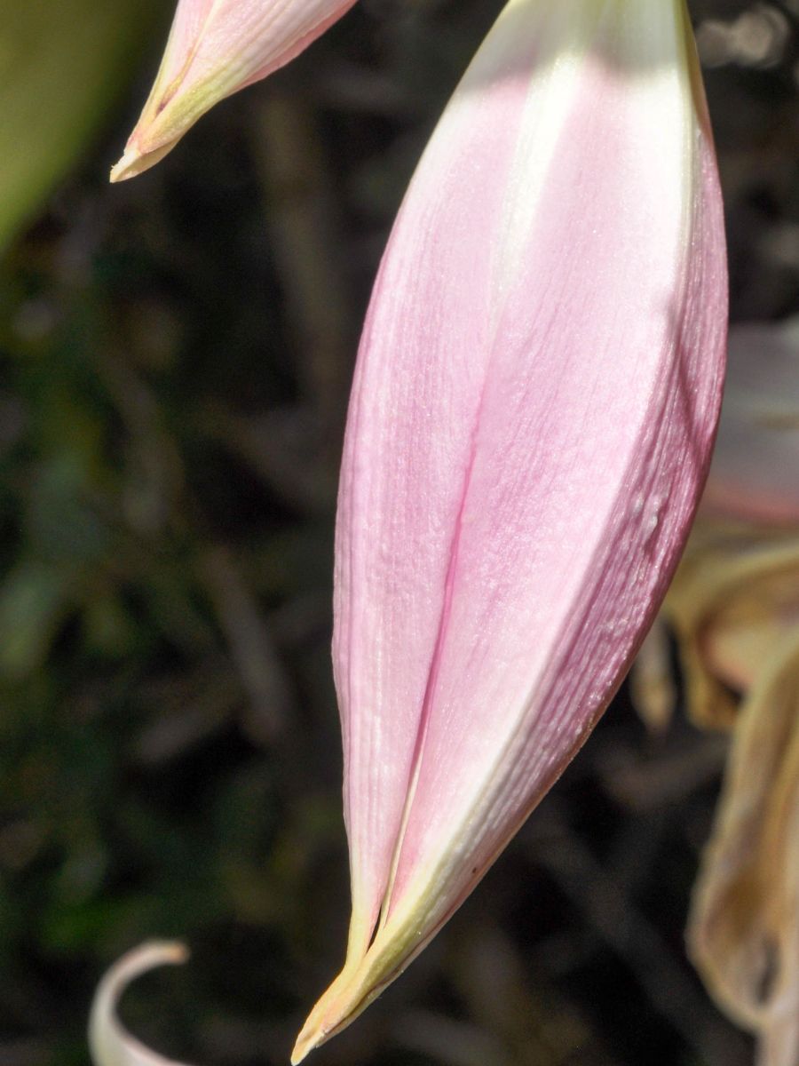 Why Lily Buds Not Opening? The Little Garden