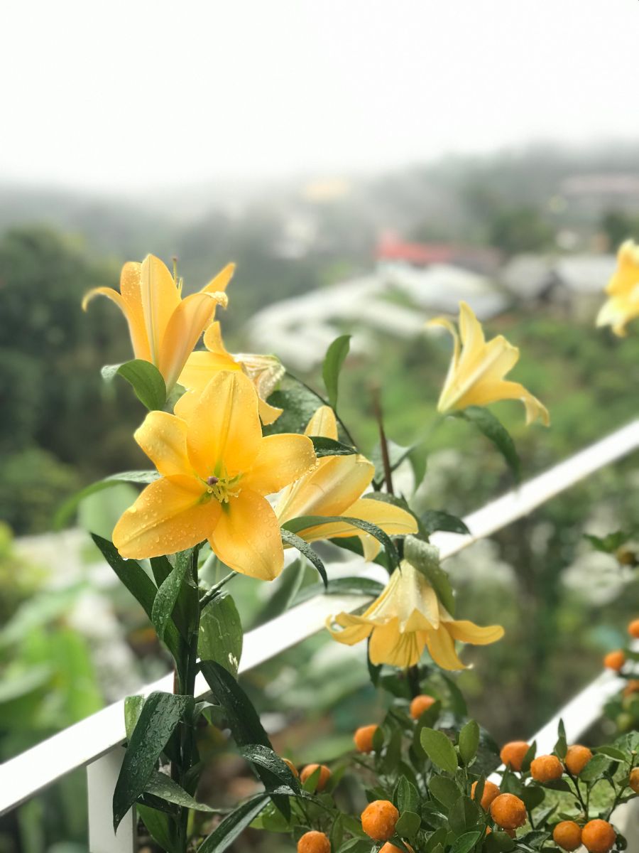 Why Lily Buds Not Opening? The Little Garden
