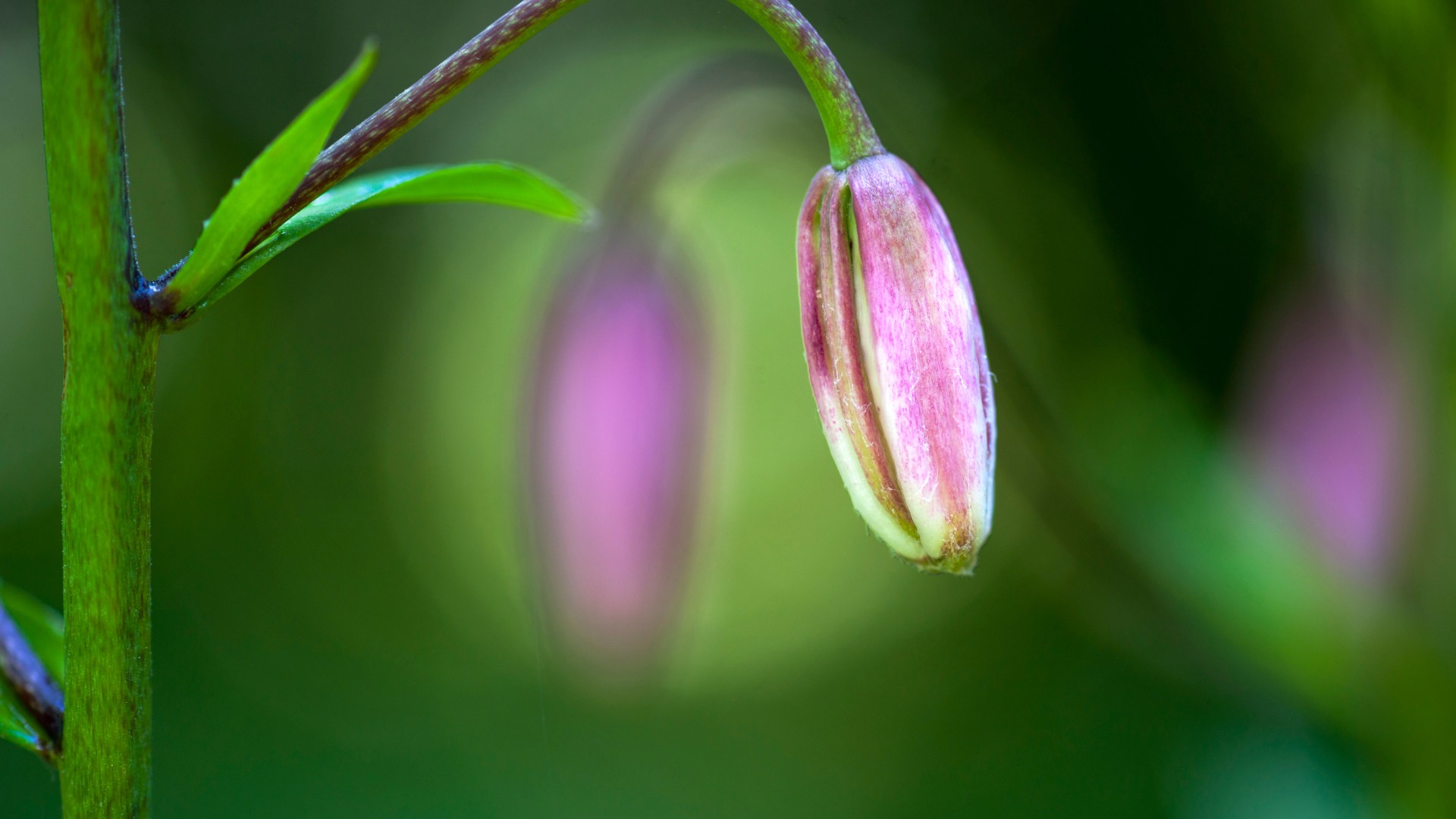 Why Lily Buds Not Opening? The Little Garden