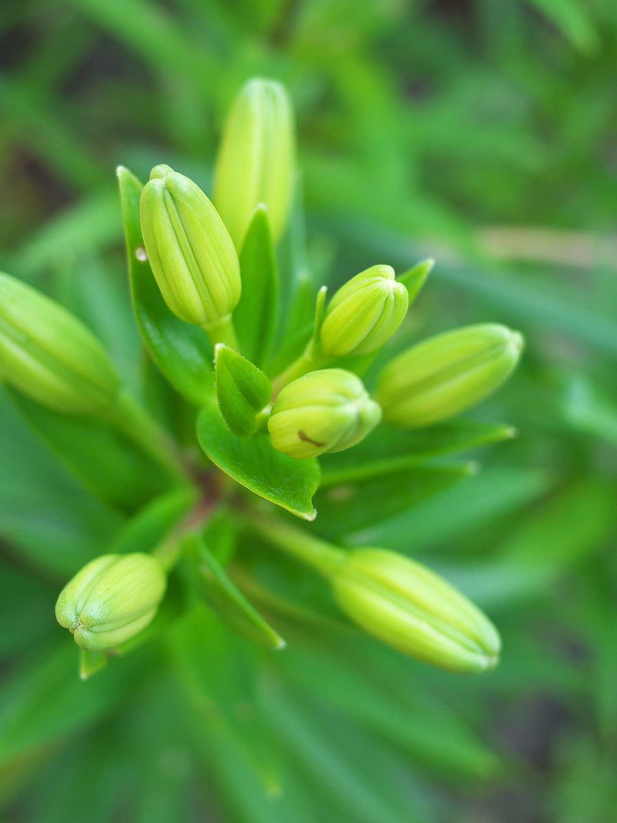 Why Lily Buds Not Opening? The Little Garden