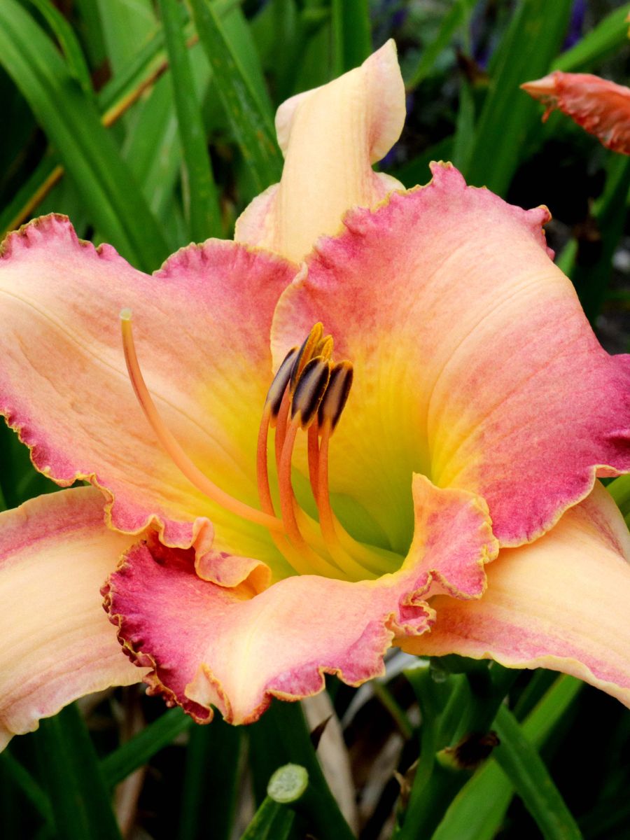 Why Lily Buds Not Opening? The Little Garden