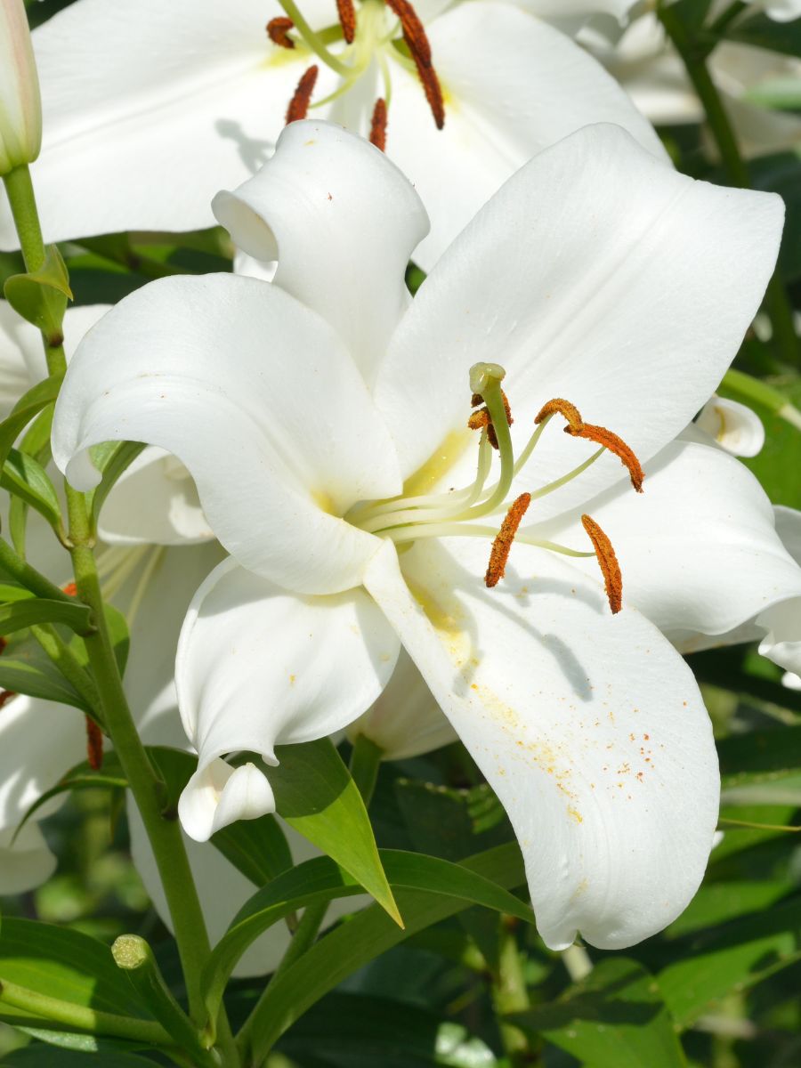 Why Lily Buds Not Opening? The Little Garden