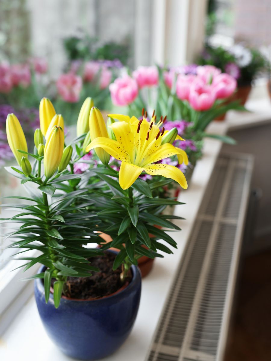 Why Lily Buds Not Opening? The Little Garden