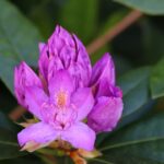 rhododendron not growing