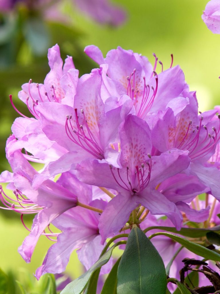 5 Reasons Why Rhododendron Not Growing The Little Garden