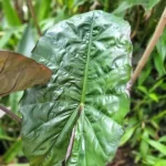 Alocasia Wentii thriving in indoor environment