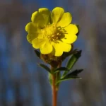 Awwww…Aren't the heart-shaped petals lovely?