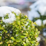 Boxwoods are evergreen, meaning they retain their leaves even when winter arrives