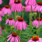 Coneflower mites causing rosette-like deformations