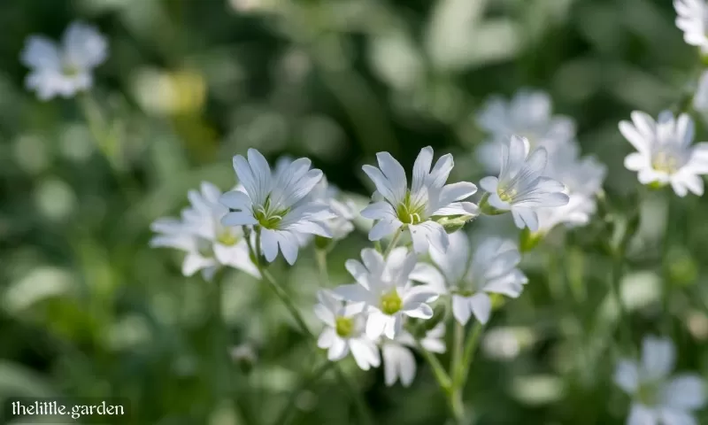 34 Stunning Perennial Ground Covers with Flowers: A Garden Lover's ...