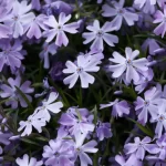 If you want a fairy tale-like touch in your home, try creeping phlox