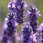 Munstead lavender is renowned for its captivating fragrance, making it a coveted choice for both home and garden enthusiasts.