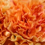 Orange carnation flower meaning: happiness and joy