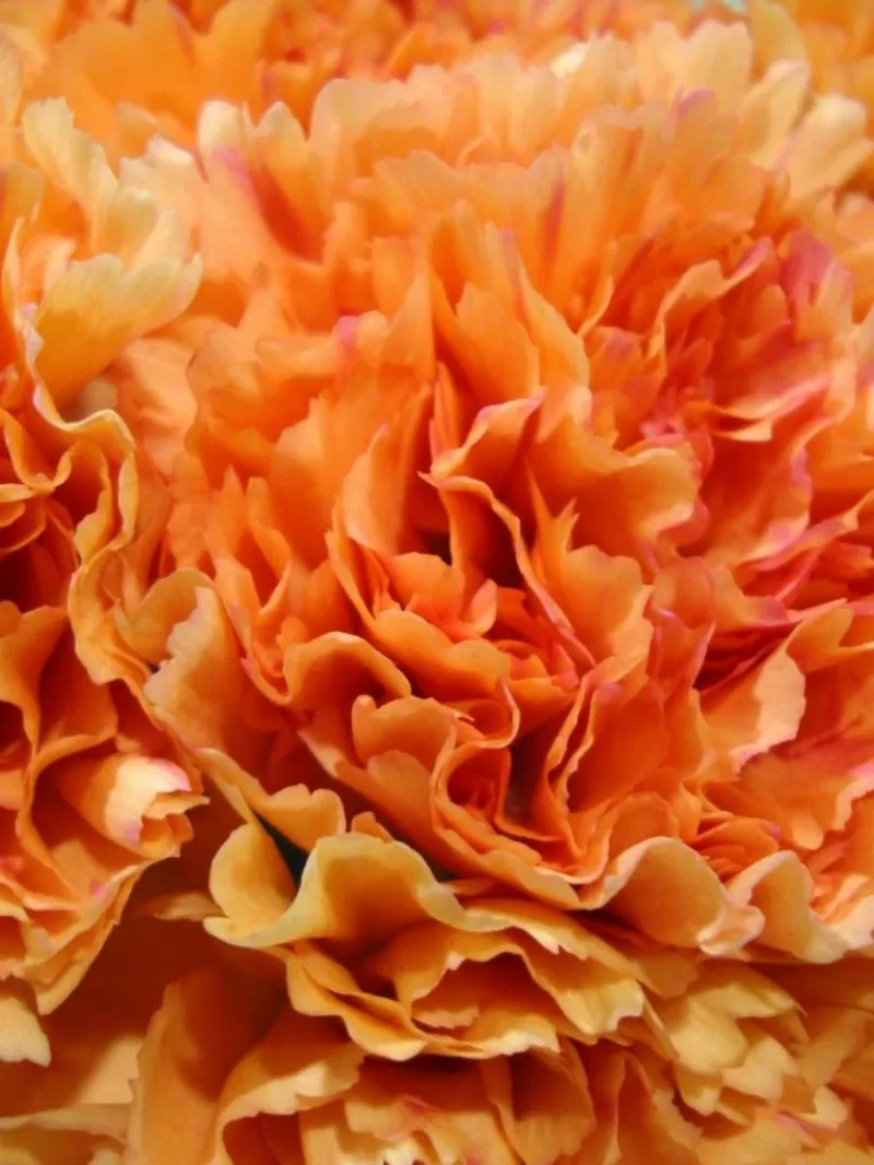 Orange Carnation Flower Meaning: A Vibrant Symbol of Joy and Happiness ...