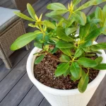 Rhododendron not growing due to stress