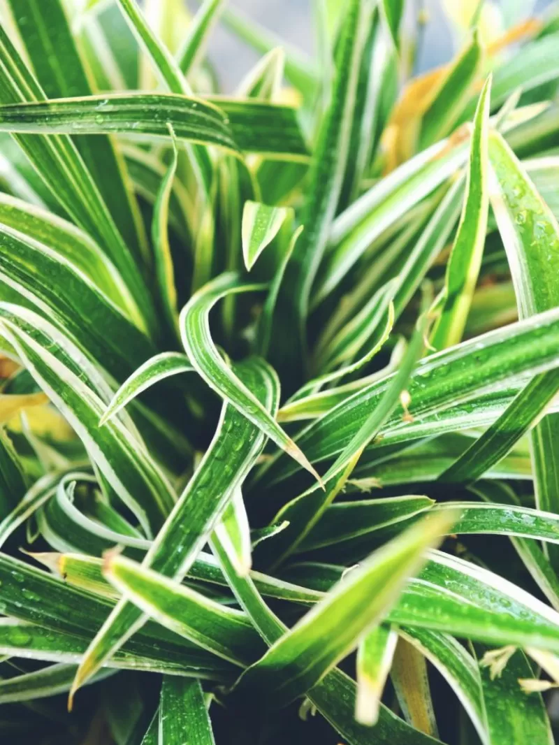 15 Lovely Varieties Of Spider Plant: A Garden Of Green Wonders - The ...