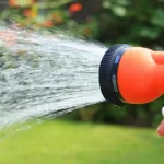 Watering: Water once or twice per month during spring. Reduce or cut entirely when temps get below 60 or above 85 °F